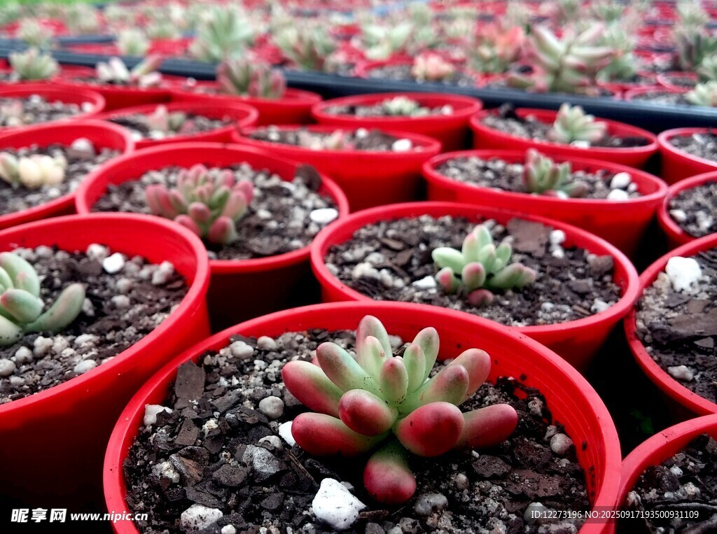 红色花盆中的可爱多肉植物