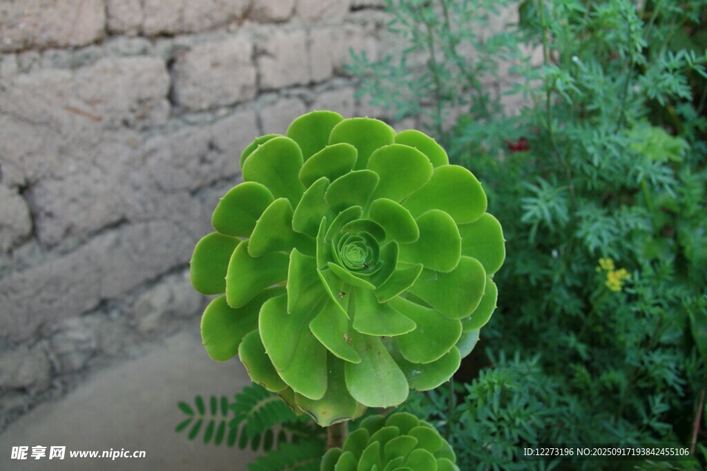 翠绿多肉植物特写