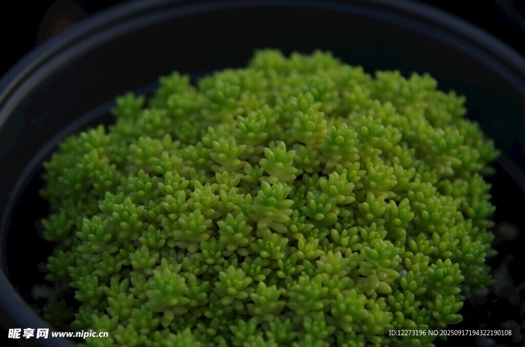 盆栽绿色苔藓