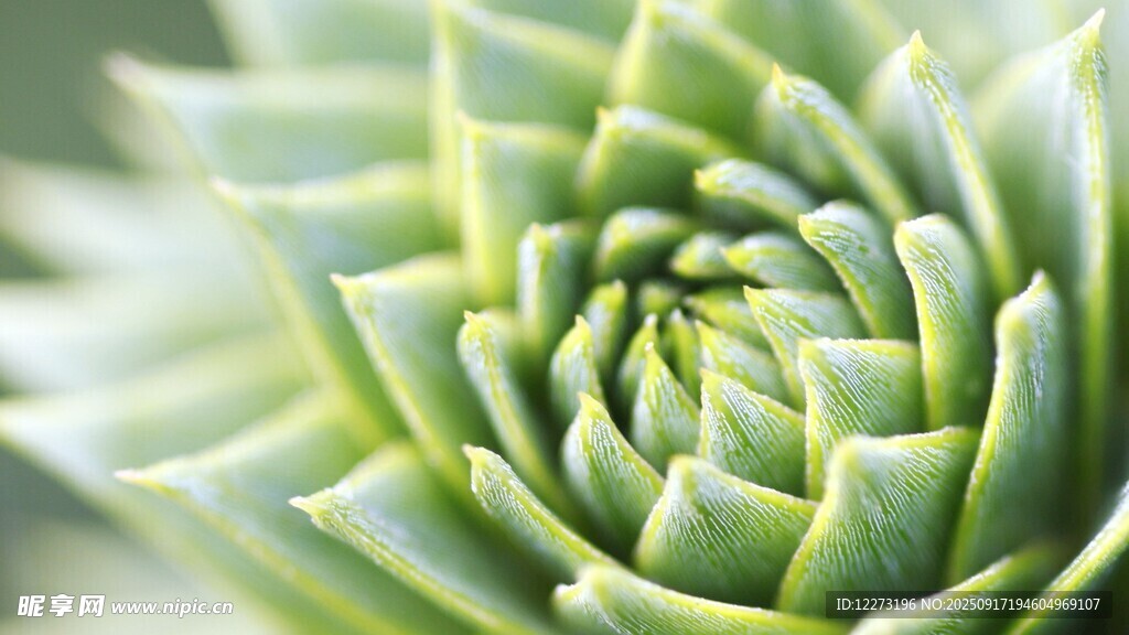 翠绿螺旋状多肉植物特写