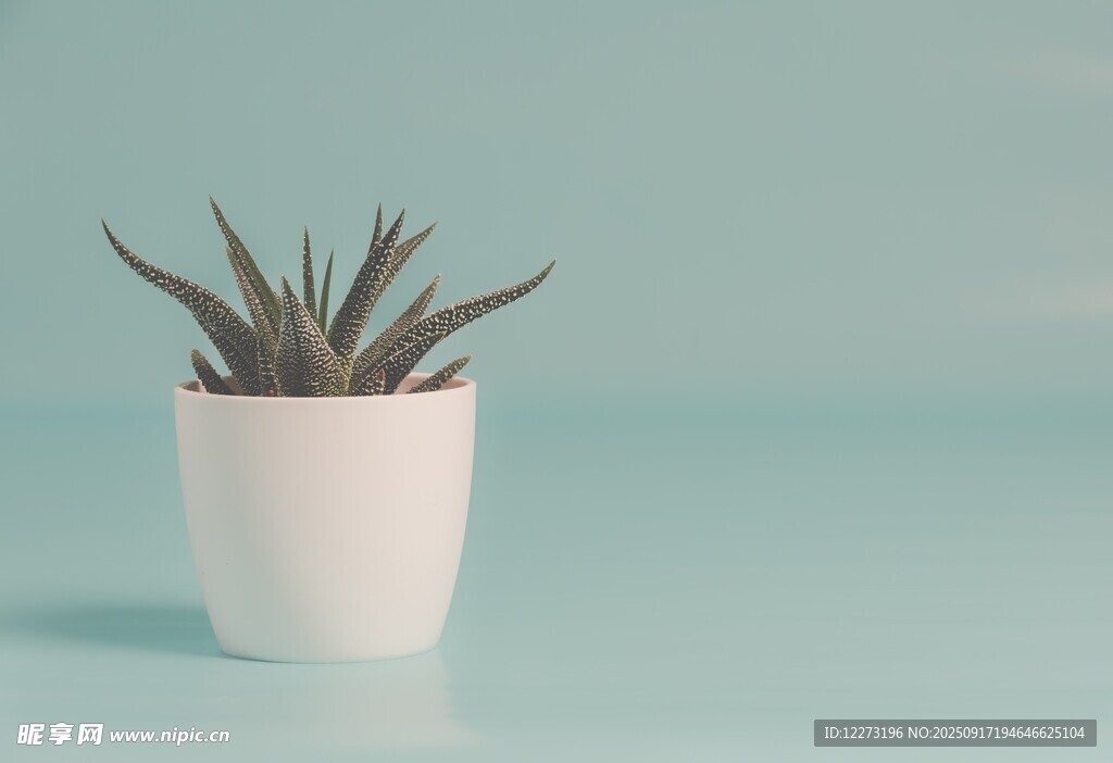 白色花盆中的芦荟植物