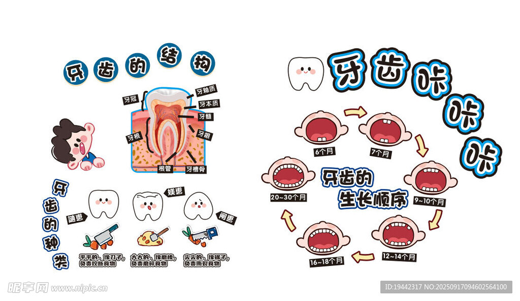 牙齿的结构