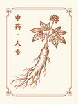 传统中药人参插画