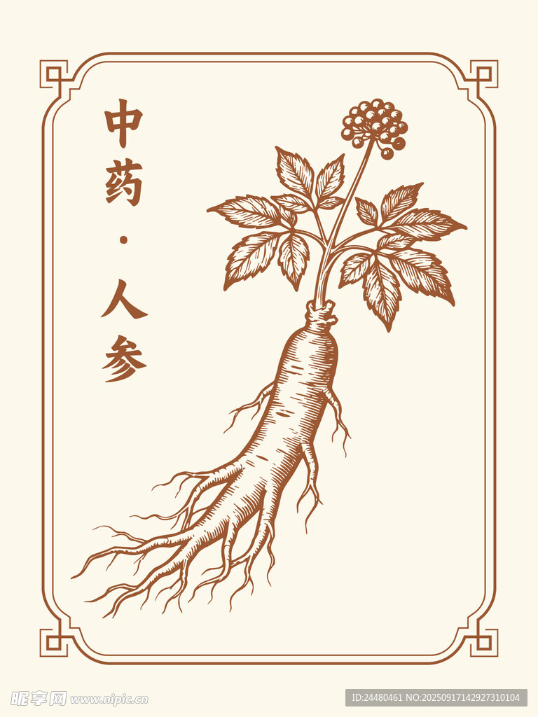 传统中药人参插画