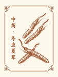 传统中药冬虫夏草展示