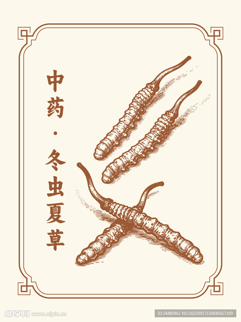 传统中药冬虫夏草展示