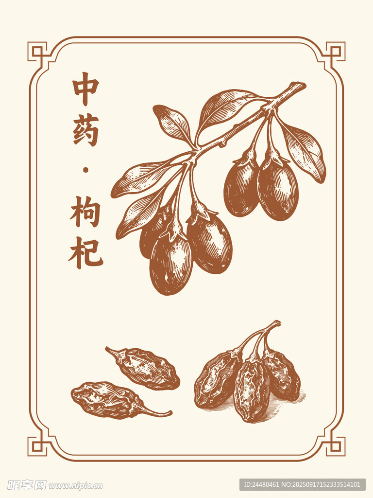 中药枸杞图案设计