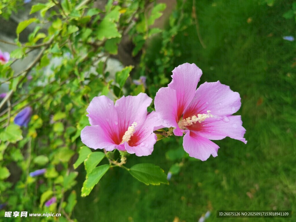 两朵娇艳木槿花绽放