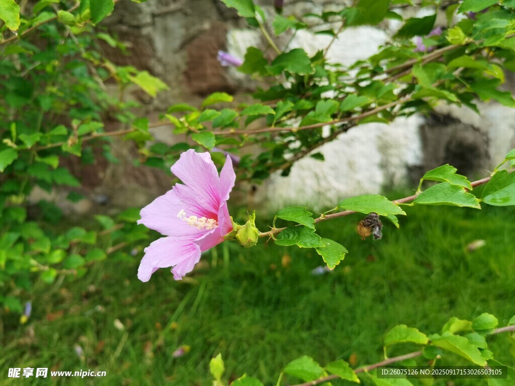 娇艳粉花绽放于绿叶间