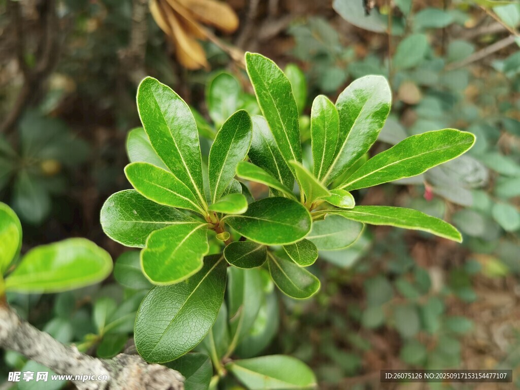 翠绿叶片的植物特写