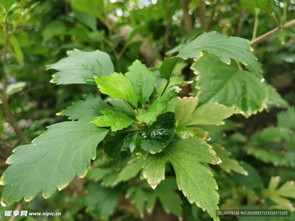 嫩绿叶片特写