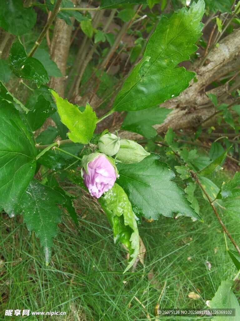 草丛中的紫色小花