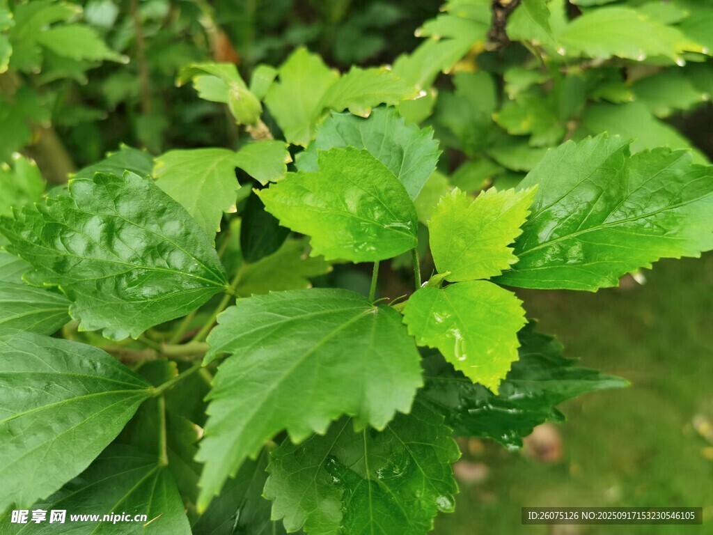 嫩绿叶片的生机植物