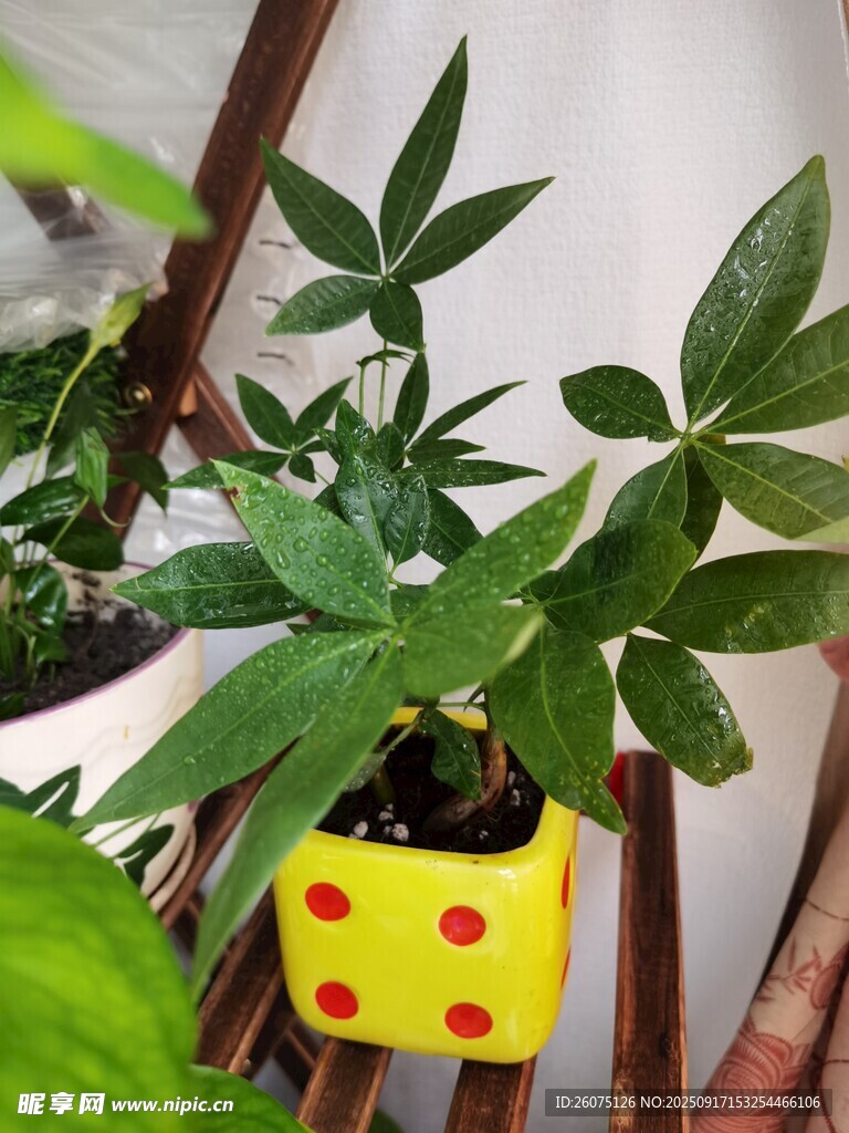 黄底红点盆中的绿植