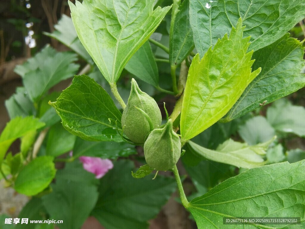 雨中生长的嫩绿植物