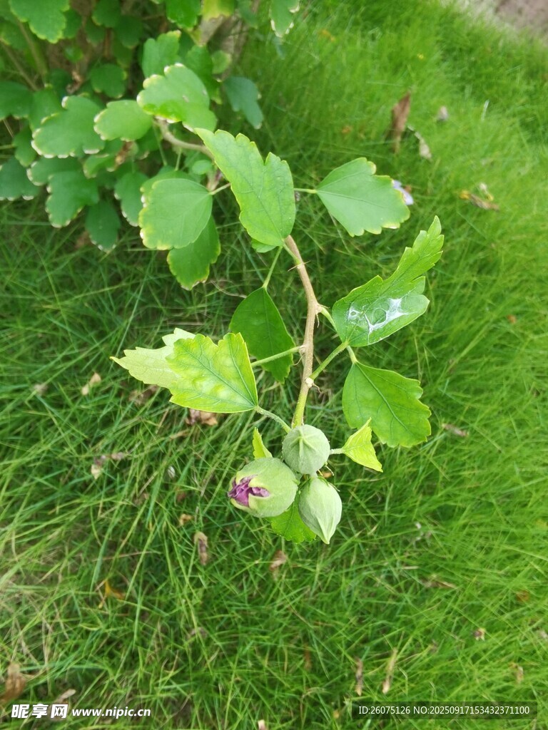 草地上的嫩绿植物枝叶