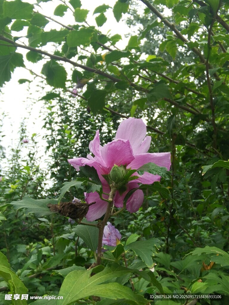 枝头绽放的娇艳紫花