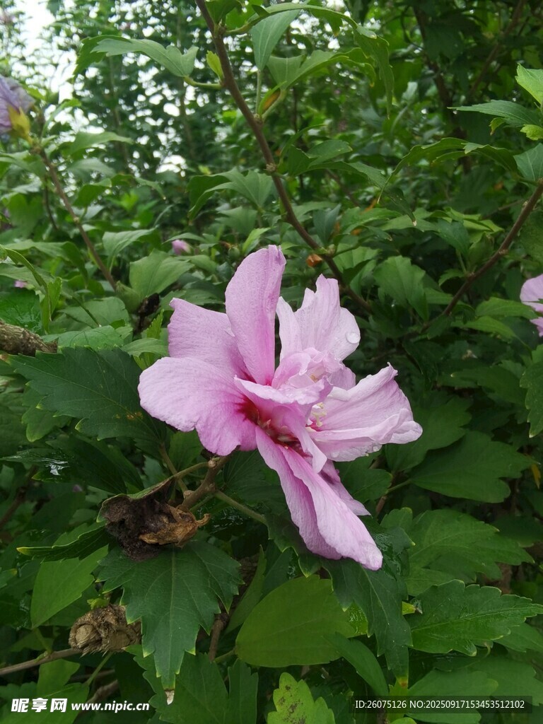 娇艳木槿花绽放绿叶间