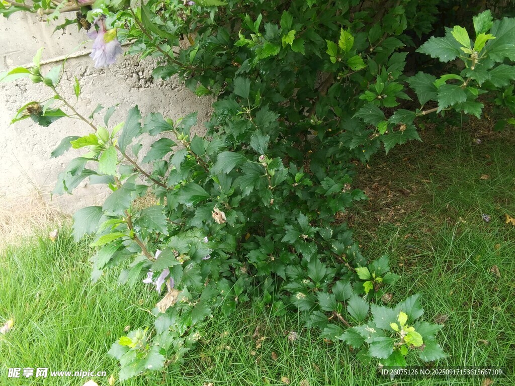 草丛中的绿色植物