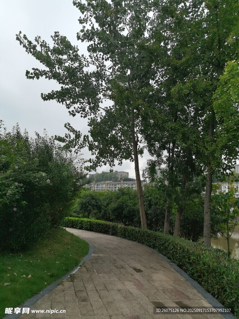 林间幽静小路绿意盎然