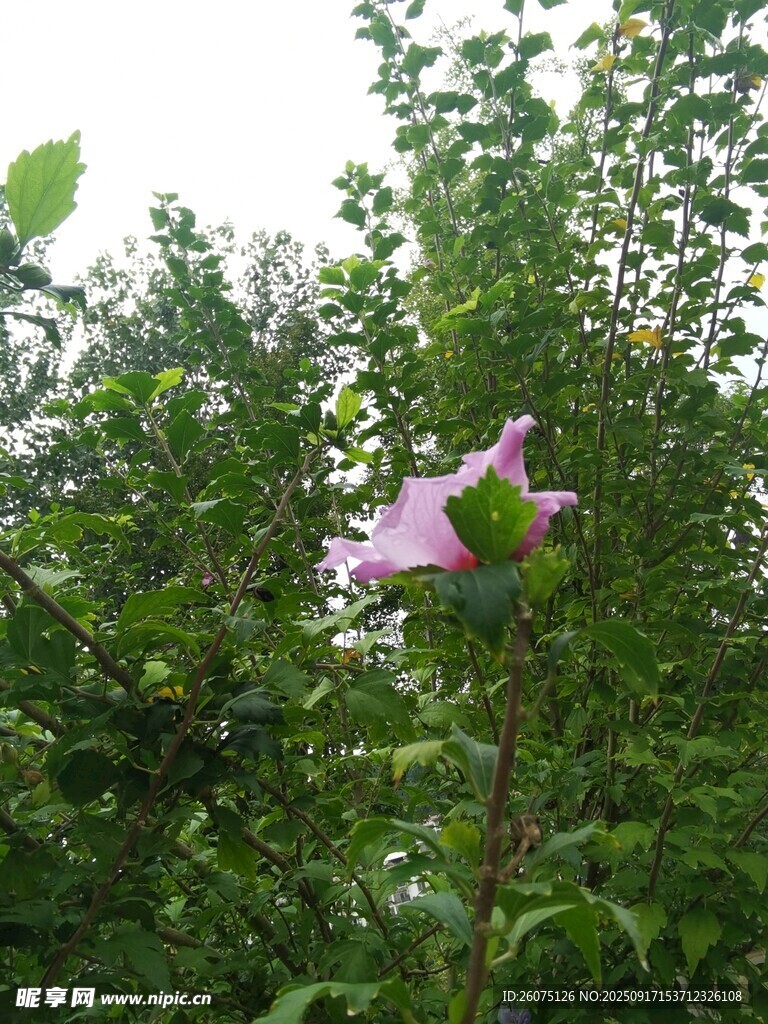 绿叶丛中的娇艳木槿花