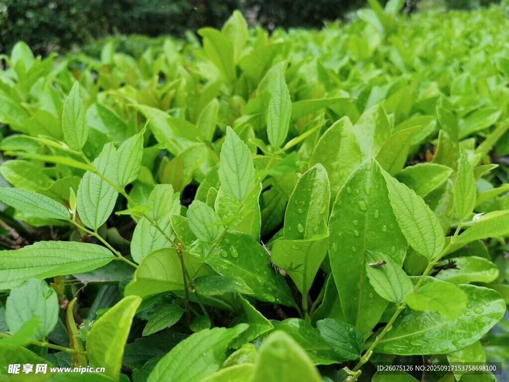 翠绿叶片植物生机勃勃