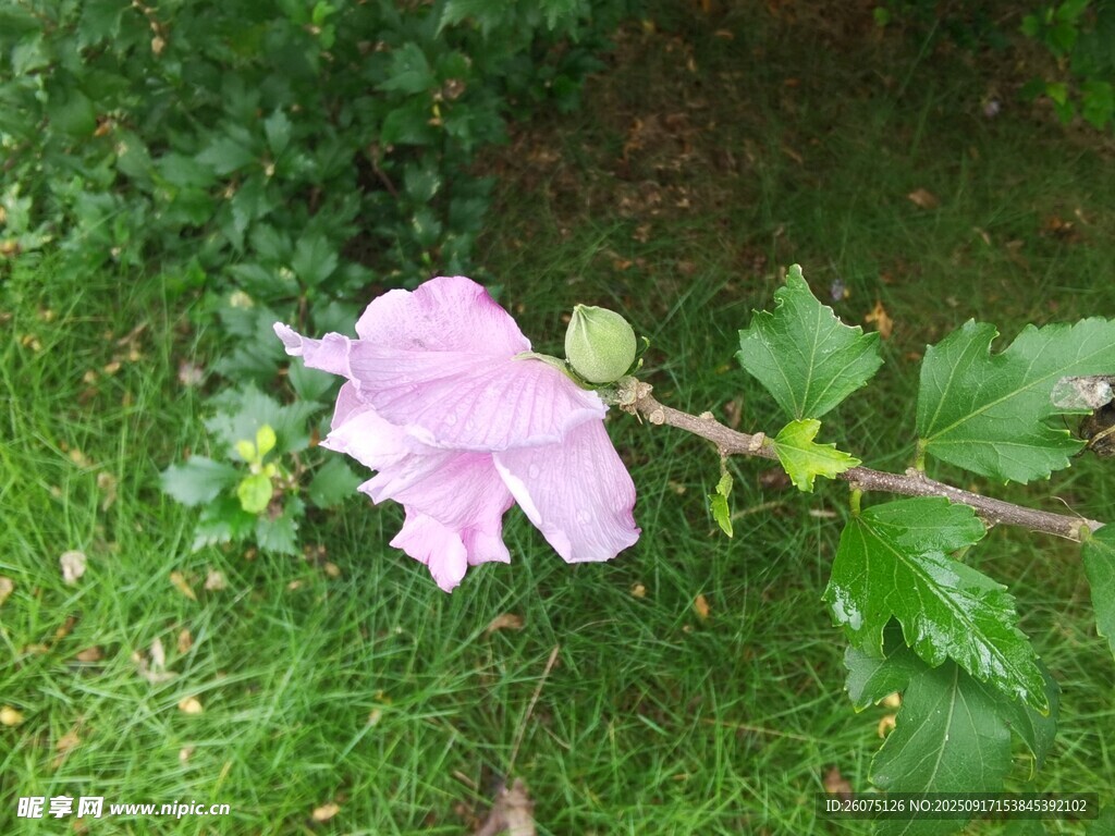草地上的粉紫色木槿花