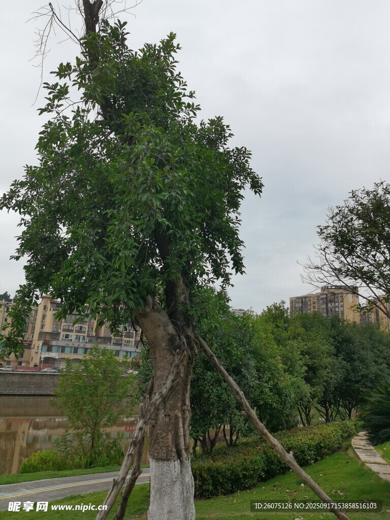 户外茂盛大树景观