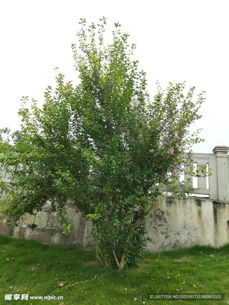 墙边绿树生机盎然