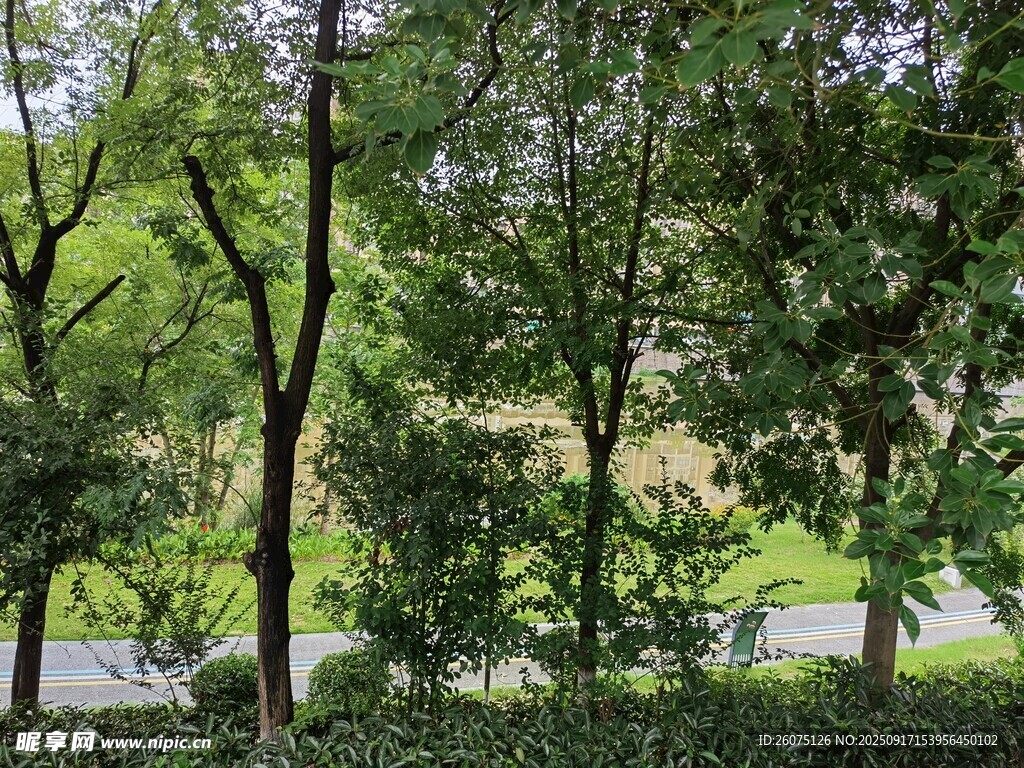 绿意盎然的林间景致