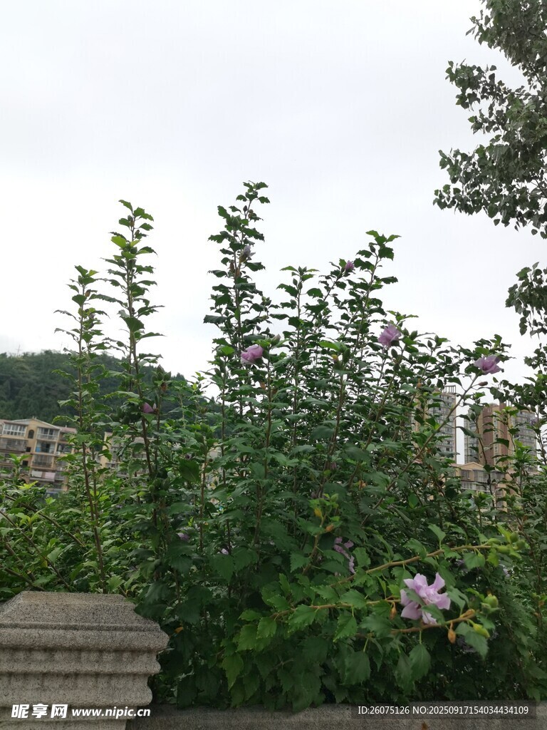 户外绿植景观