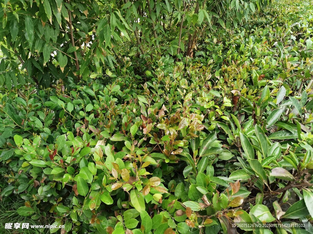 繁茂绿植景观