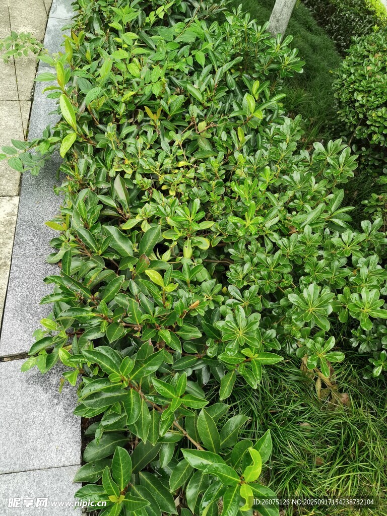 路边繁茂绿植景观