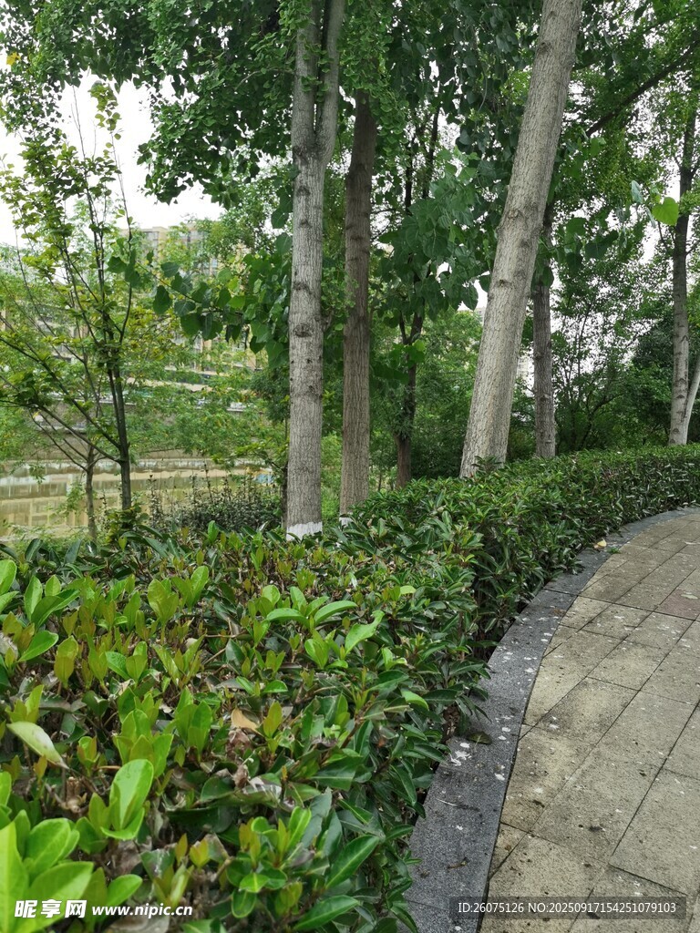 林间小径旁的绿植景观