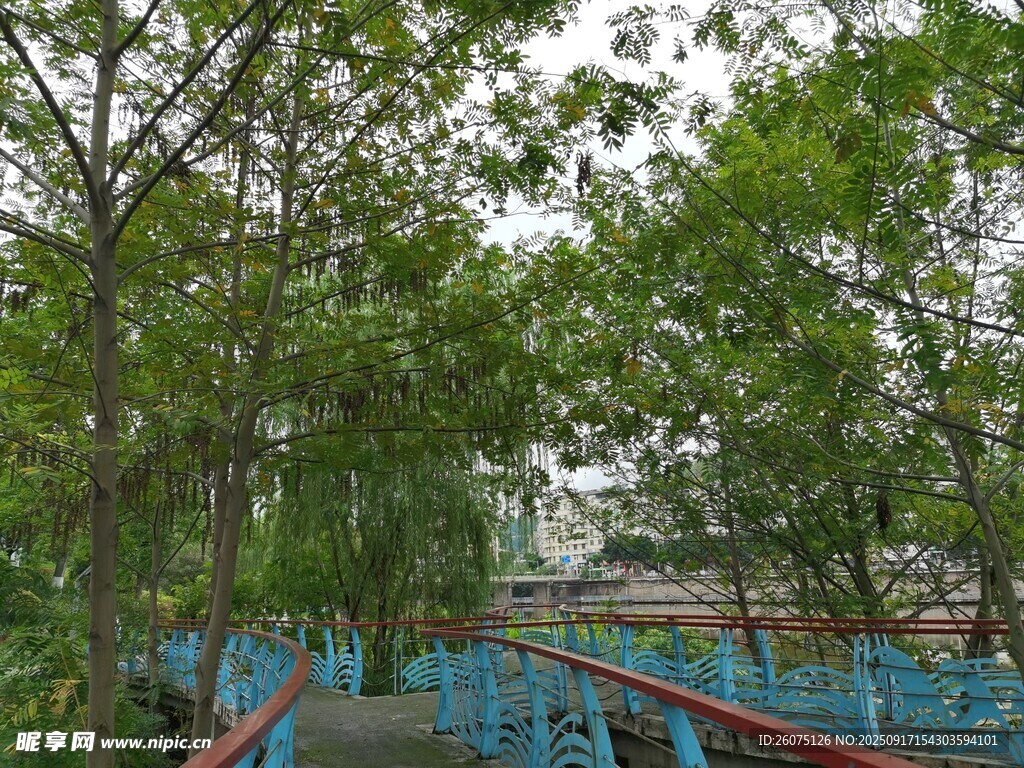 林间蓝桥风景