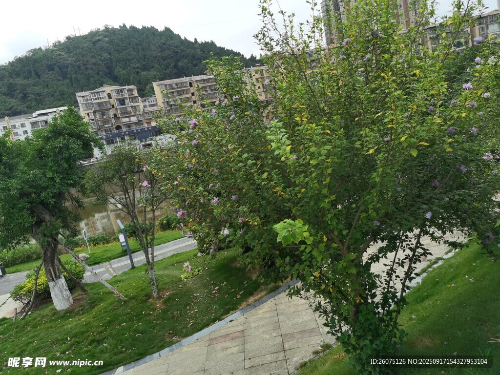绿意盎然的户外园林景观