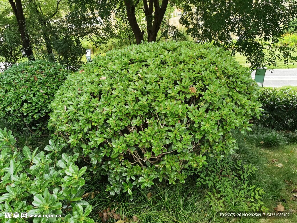 绿意盎然的球形灌木景观