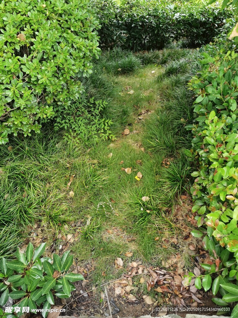 林间幽径绿意盎然