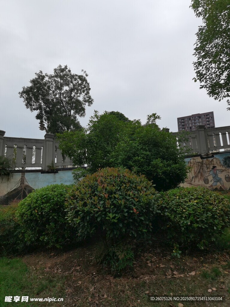 校园绿植环绕的建筑景观