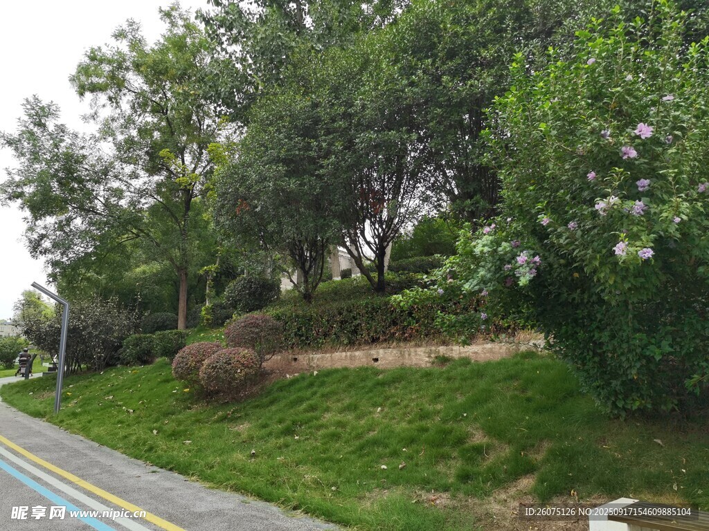 路边绿意盎然的植被景观