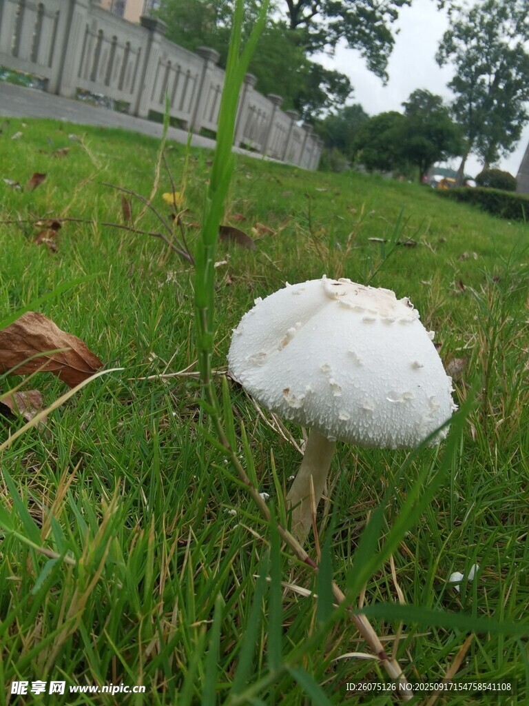 草地上的白色蘑菇
