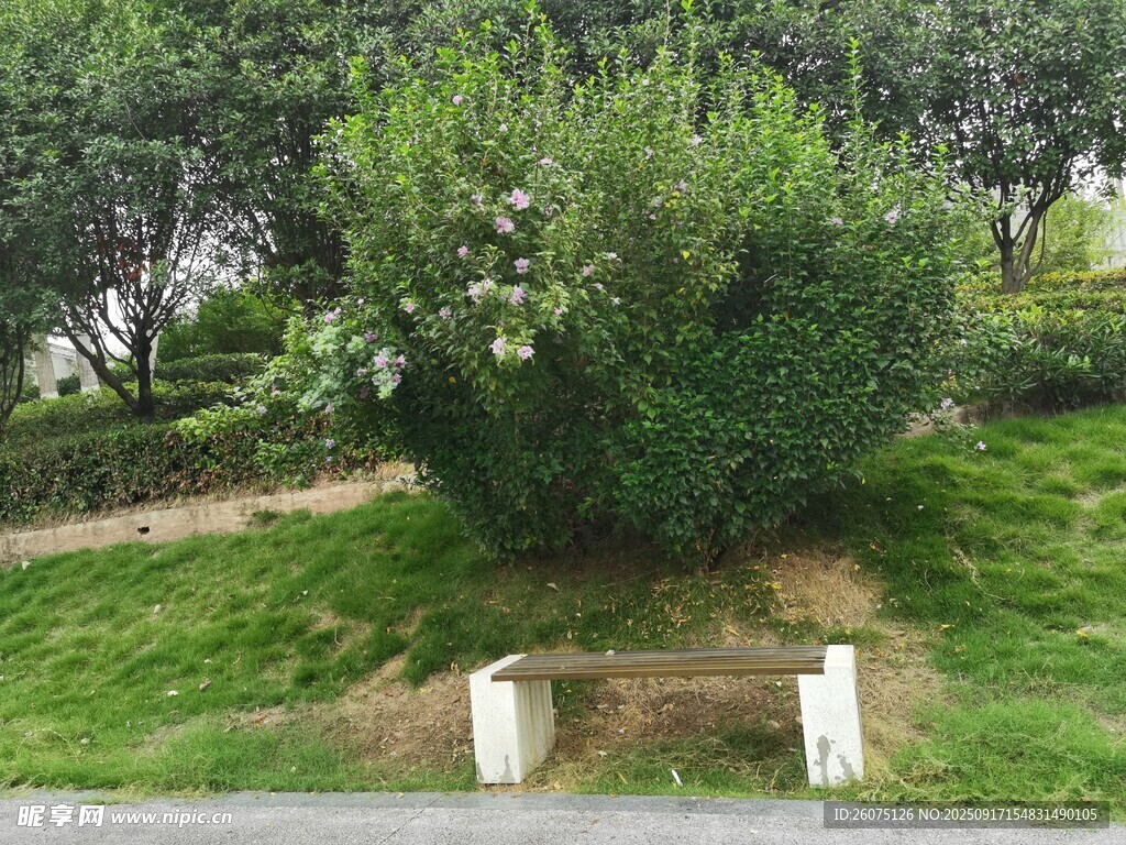 路边绿植景观