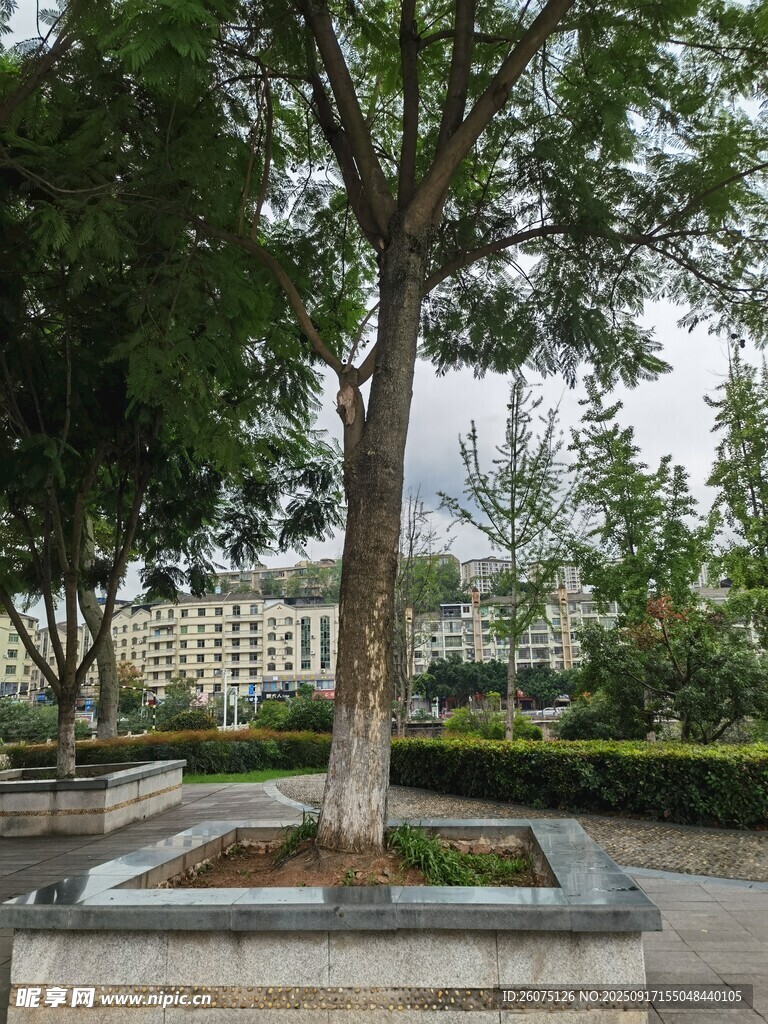 城市公园中的方形树池景观