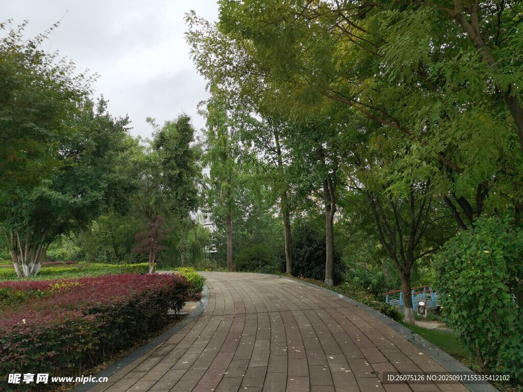 林间木栈道绿意盎然景致