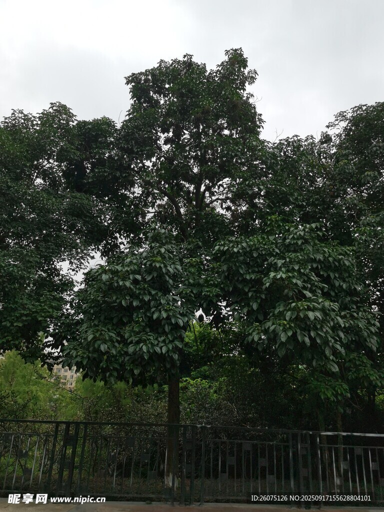 繁茂大树围栏边绿意盎然