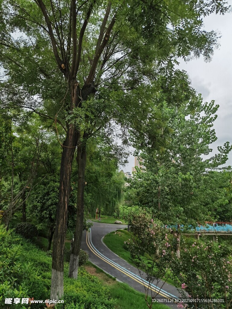林间蜿蜒公路绿意盎然