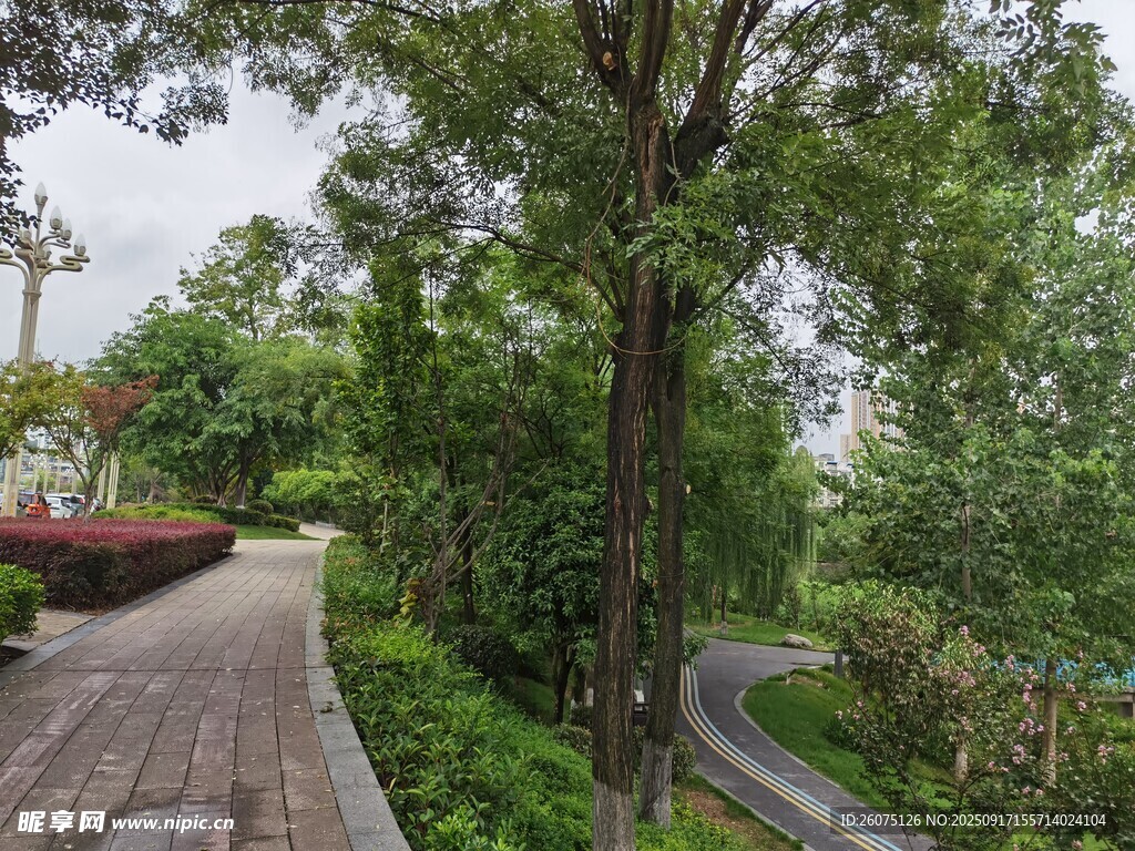 林间漫步道绿意盎然景致