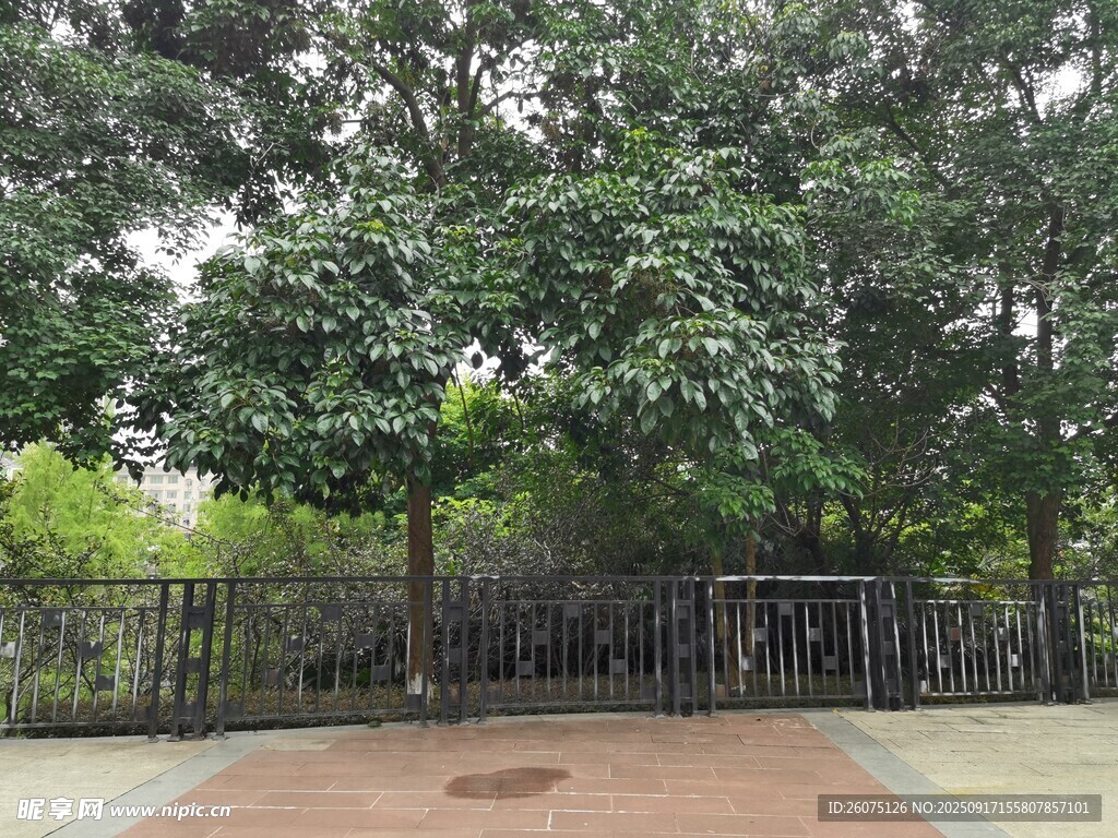 户外绿树环绕的休闲场地