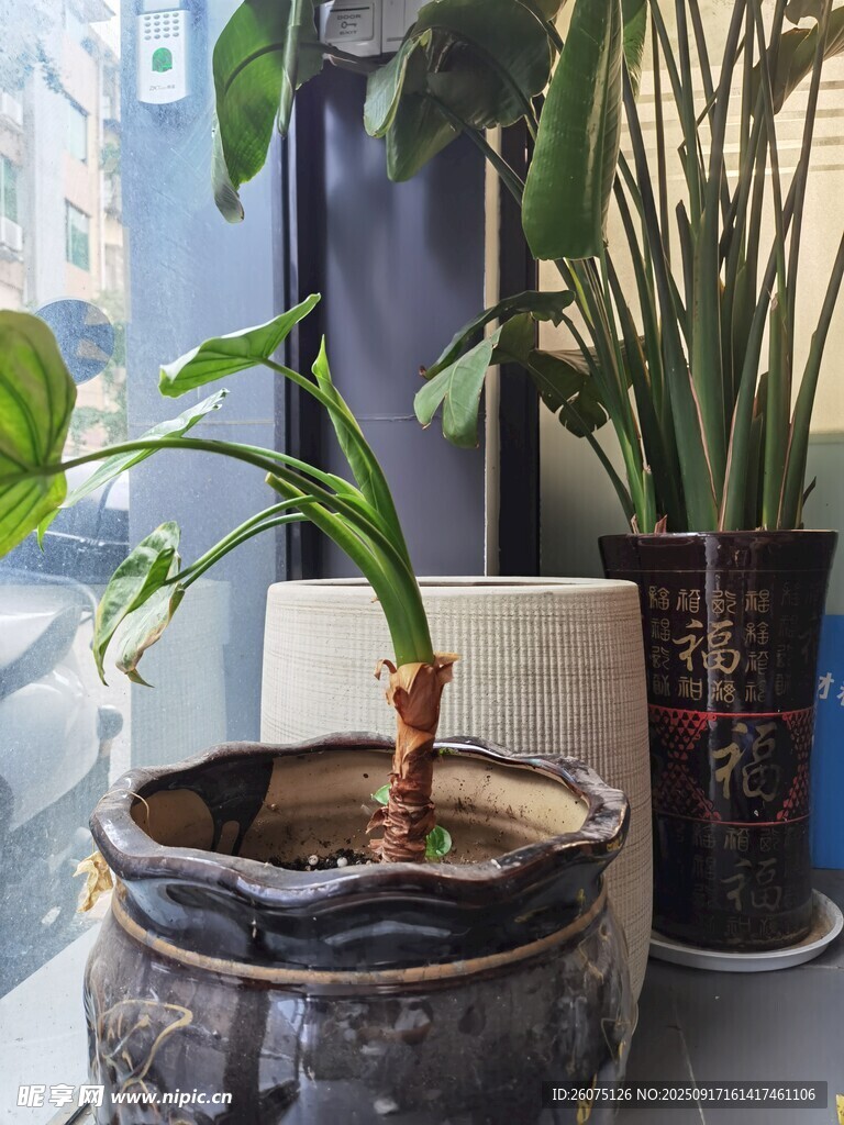 古朴陶罐中的绿植景观