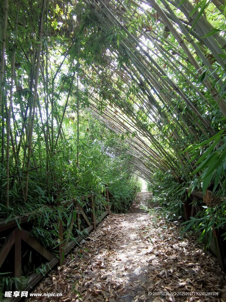 竹林中的幽静小径